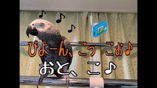 びよーん、こっ、こぉ♪ おと、こ♪　ヨウムのるいちゃん