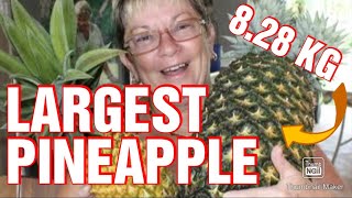 The world record for the largest PINEAPPLE is 32cm long and weighed 8.28kg l Plus other amazing fact