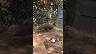 Amazing Wild Pig Run Fast #animals #boar #pig #wildboar #wildboarfarm #farmlife #wildlife