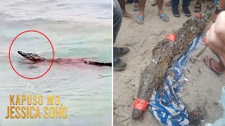 Saltwater crocodile, namataang palangoy-langoy sa Boracay?! | Kapuso Mo, Jessica Soho