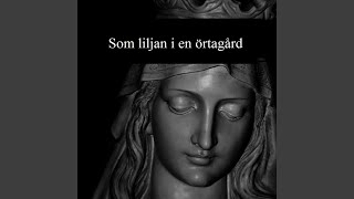 Som liljan i en örtagård