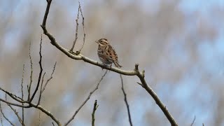 自然環境保全センター 自然観察園のカシラダカ　その７９（4K60P動画）