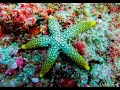Mergulho na Praia do Tofo - Moçambique / SCUBA Diving in Mozambique - Canon S100