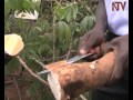 Experts advise Ugandan farmers to specialize in cassava and maize