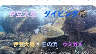 伊豆大島🏝王の浜🤿王の浜で出逢ったウミガメ🐢