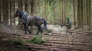 Využití chladnokrevných koní v lesním hospodářství