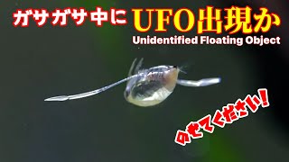 【熱帯魚水槽/アクアリウム】ガサガサしたらプレコ、ミズカマキリ、そして変なヤツを捕獲【報告】トビハゼの脱走-結果と対策/シクリッドアーリーその後【映像】混泳中の淡水カレイに優先してエサを食べさせる