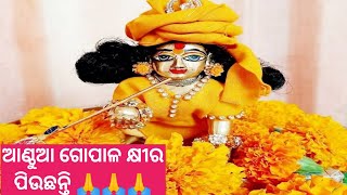 ଆଣ୍ଠୁଆ ଗୋପାଳ କ୍ଷୀର ପିଉଛନ୍ତି, ଜିଅନ୍ତା ଠାକୁର 🙏🙏🙏🙏