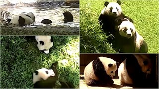 XiaoQiJi play wrestling, rolling with Mei on the hill/ Splish splash fun in the pool 🐾🐾🌳👶🏻🐼💦7/23/22