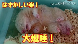 こっちゃんのハムちゃん日記「爆睡ハム」