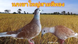 นกเขาใหญ่สายสีทอง(พัฒนามาจากนกเขาใหญ่สายป่า)