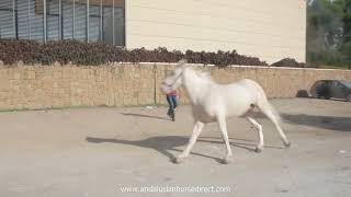 Palomo 20241109 www.andalusianhorsedirect.com