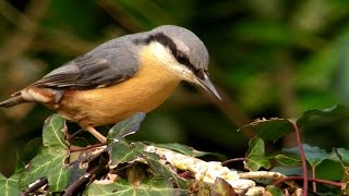 Nuthatch in The Woods