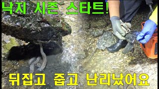 돌을 뒤집었더니 낙지가 뚝딱! 날씨가 추워지니 낙지 시즌 스타트!! #영흥도해루질 #낙지해루질