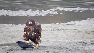 Bald Eagles Of The Squamish Estuary