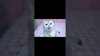 两只猫咪打架，主人竟然要扔掉其中一只【七宝小圆子】#shorts #猫咪 #猫 #pets