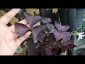 ต้นผีเสื้อราตรี oxalis triangularis วิธีการดูแลต้นผีเสื้อราตรี เลี้ยงง่าย ต้นไม้ในร่มรำไร