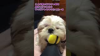 お気に入りのおもちゃが消えた時の犬の反応〜その2〜【シーズー】