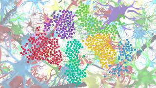 Unravel the True Complexity of the Central Nervous System