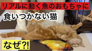 リアルに動く魚に意外な反応をする猫！魚のおもちゃ　電動おもちゃ　猫　子猫　足長マンチカン　プーコちゃんねる　ぷーこちゃんねる　メス　女の子