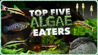 Top 5 Algae Eaters Every Aquarium Needs: The Best Algae-Eating Fish for a Clean Tank!