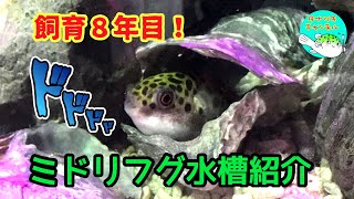 飼育8年目！ミドリフグ水槽紹介【混泳】