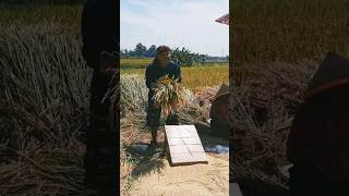 Mengintip kegiatan petani padi di sawah.