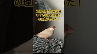 驚愕！文鳥が水浴びする驚きの理由とは！　#shorts #文鳥 #文鳥水浴び #小鳥 #可愛い