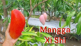 MANGGA SUPER WAJIB DI KOLEKSI 2024 