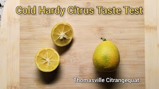 Cold Hardy Citrus Taste Test - Thomasville Citrangequat