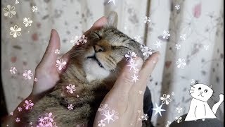 【ねこマッサージ】気持ちよすぎて昇天