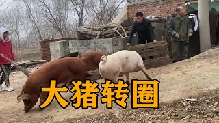 常输带聪聪和华强大猪转圈，提前做好卖猪准备，老娘高兴也来帮忙【农村傻大妮儿】