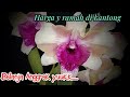 PAKET ANGGREK MURAH ( vlog jamal orchid)
