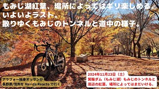 2024年11月23日。もみじ湖紅葉調査。道中まだ楽しめる！長野県箕輪町もみじ湖、もみじのトンネルはかなり落ちたが、まだ紅葉楽しめるスポットを探しに #MERIDAREACTO で行く。 #もみじ