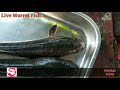 live murrel fish விரால் மீன் குறவை மீன் விரால் மீன் பற்றி தெரிஞ்சிகனுமா neithal selva