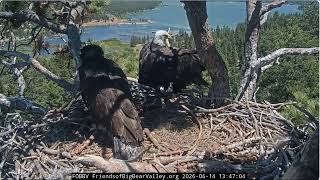 June 14th, Shadow brings two fish 2026 @FOBBVCAM