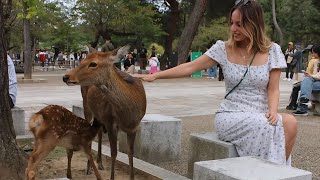 外国人旅行者の驚き | 奈良公園の秋の美しさを満喫 | Nara Park deer 🦌 in japan