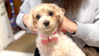 【トリミング】いつもとちょっと違うオーダーでカットしてもらった今日の一コマ。【マルプー/Maltipoo COCO】