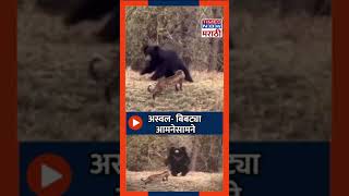 चंद्रपुरातील ताडोबा अंधारी व्याघ्र प्रकल्पातला व्हिडिओ व्हायरल chandrapur| tadoba| Viral Video