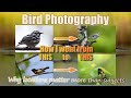 Bird Photography's Biggest Miss