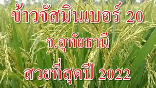 ข้าวจัสมิน20 สวยงามที่สุด จ.อุทัยธานี ใช้อะไรกัน ปี2022 นี้ แร่ใบหยก กิ่งทอง โทร 063-3871790 โชค