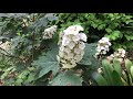 how to grow oak leaf hydrangea hydrangea quercifolia. care and varieties