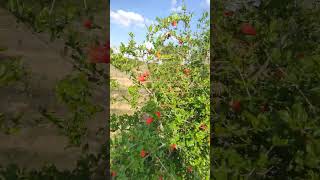 Stem Solarization technique to Control Bacterial Blight in Pomegranate after stress .