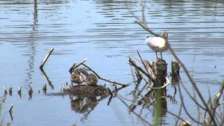 Lachmöwen mit Nachwuchs (Larus ridibundus)