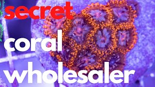 Hand Picking Coral From a Secret Wholesaler!