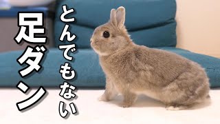 激怒してとんでもない足ダンしてくるウサギ