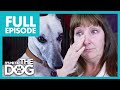 Owner Fears Anxious Whippet Can't be Trained | Full Episode | It's Me or The Dog