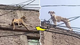 Escaping His Cruel Owner, the Chained Dog Jumped-off the Roof, Hanging and on the Edge of Death