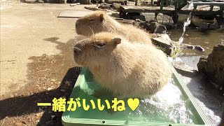 大宮に名物あり？　大宮公園のカピバラたち