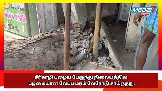 சீர்காழி பழைய பேருந்து நிலையத்தில் பழமையான வேப்ப மரம் வேரோடு சாய்ந்தது..